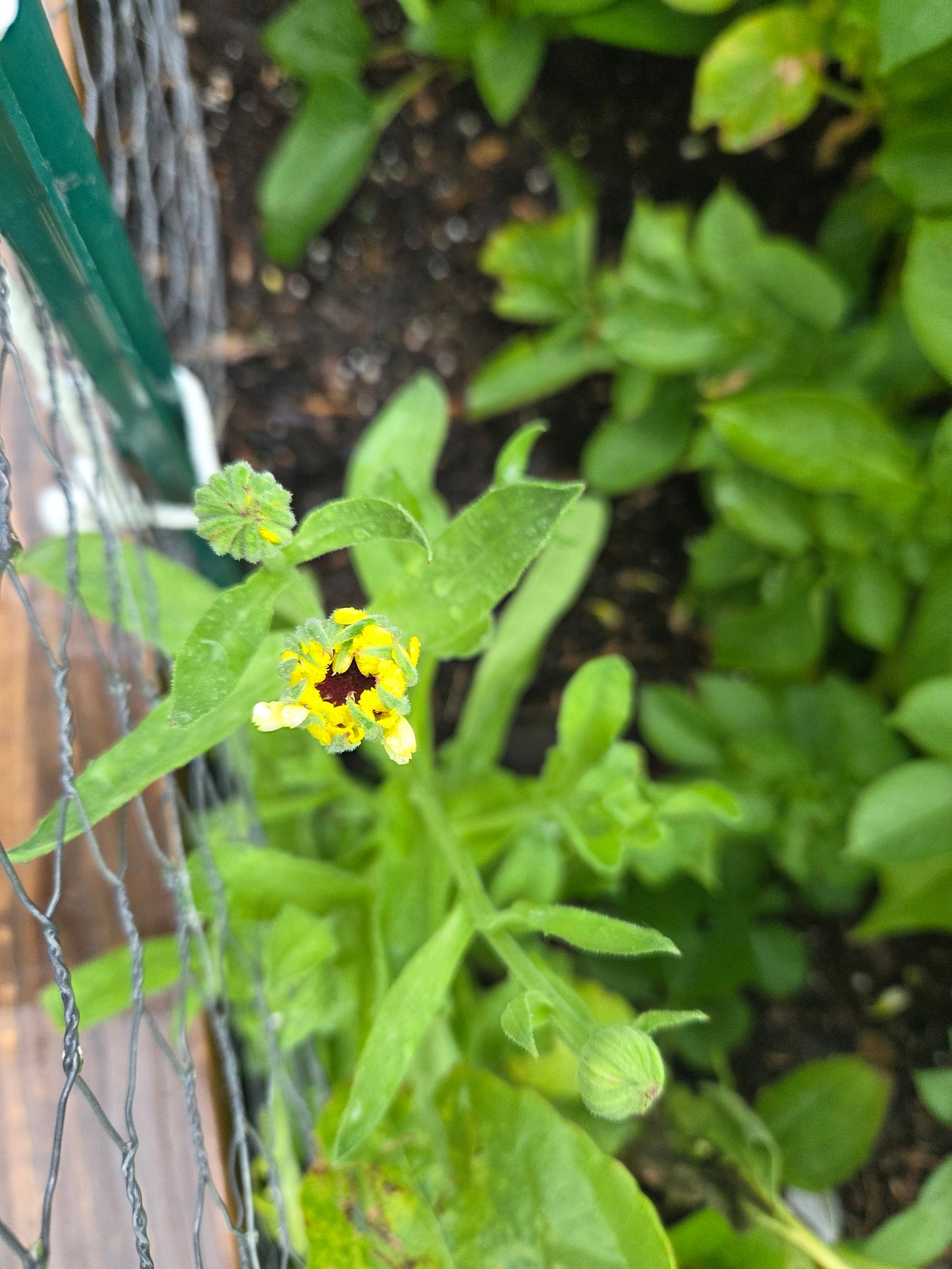 Calendula Seeds