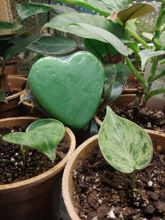 Gardener's Heart Soap