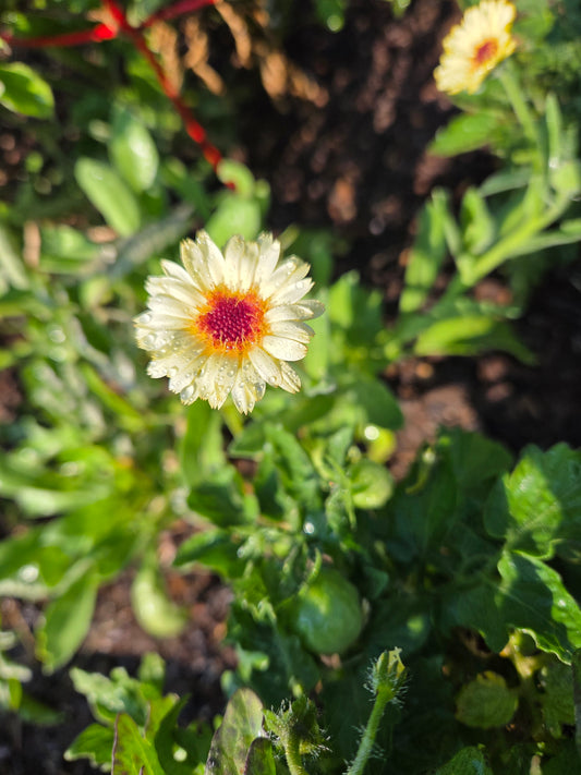 Calendula Seeds