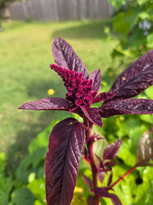 Amaranth Seeds