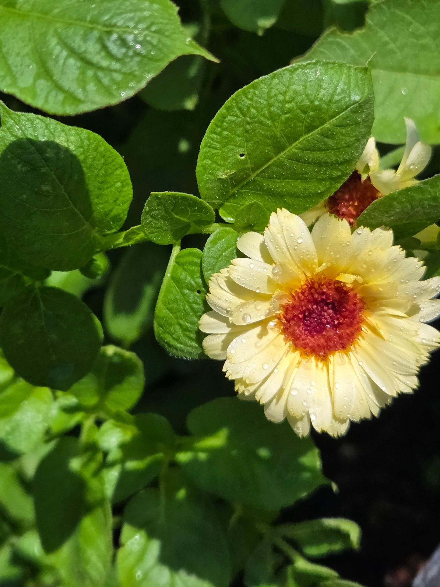 Calendula Seeds