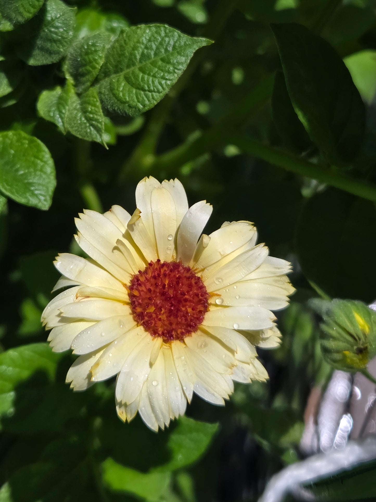 Calendula Seeds