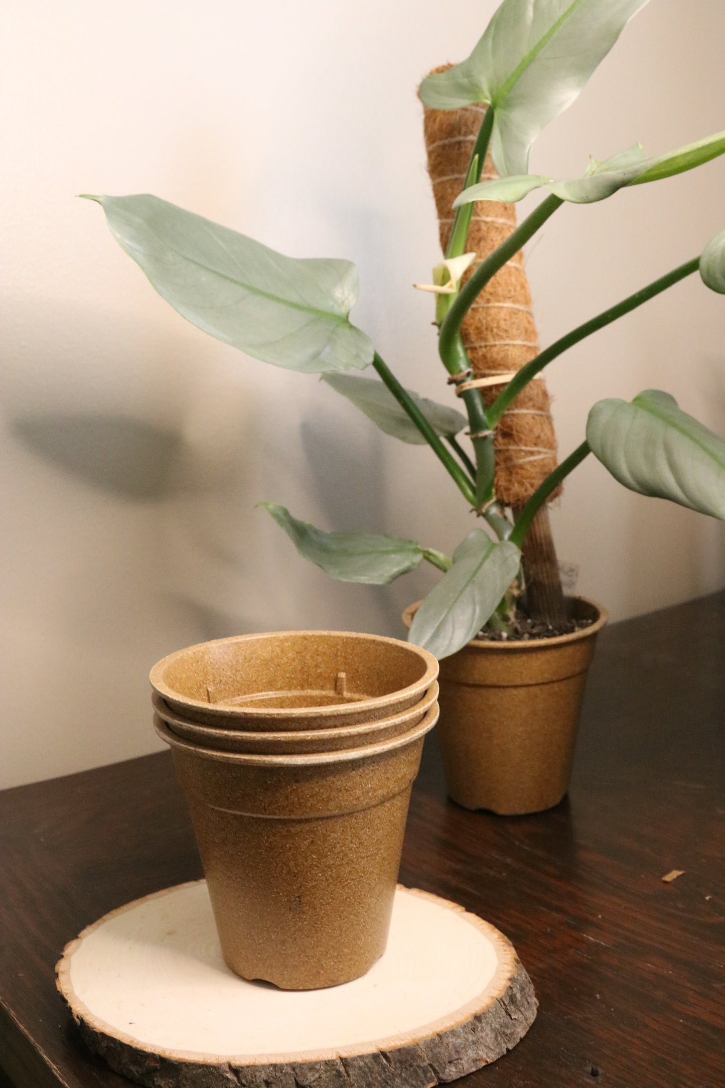 eco friendly indoor plant pots 4.5" Eco Friendly Pots – Tranquil Botanicals