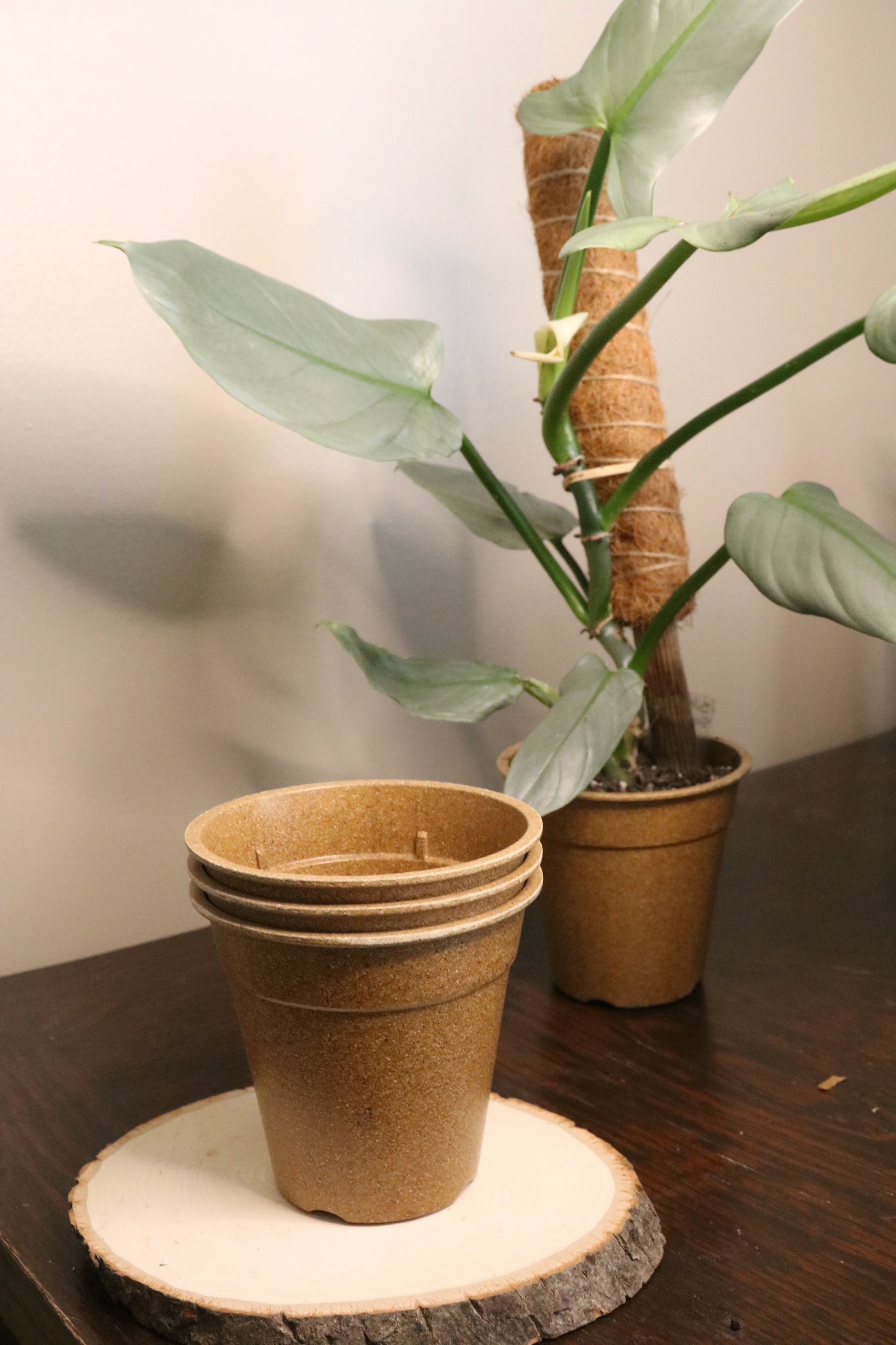 plant pots eco friendly 4.5" Eco Friendly Pots – Tranquil Botanicals