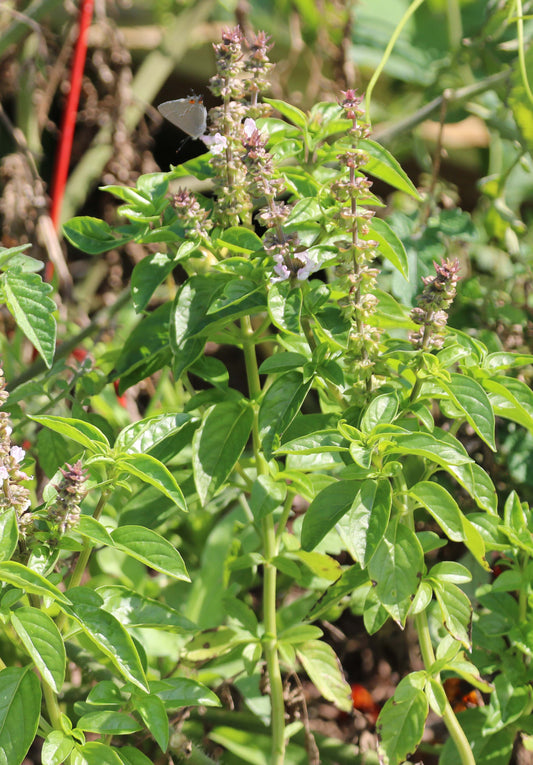Sweet Basil Seeds