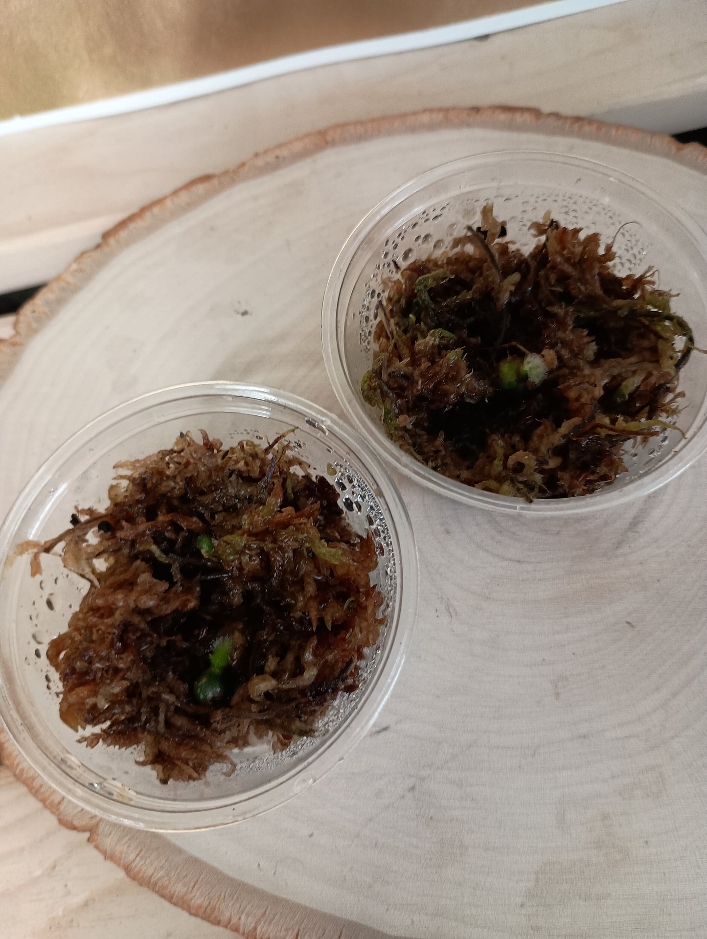 Anthurium Clarinvervium Seedlings