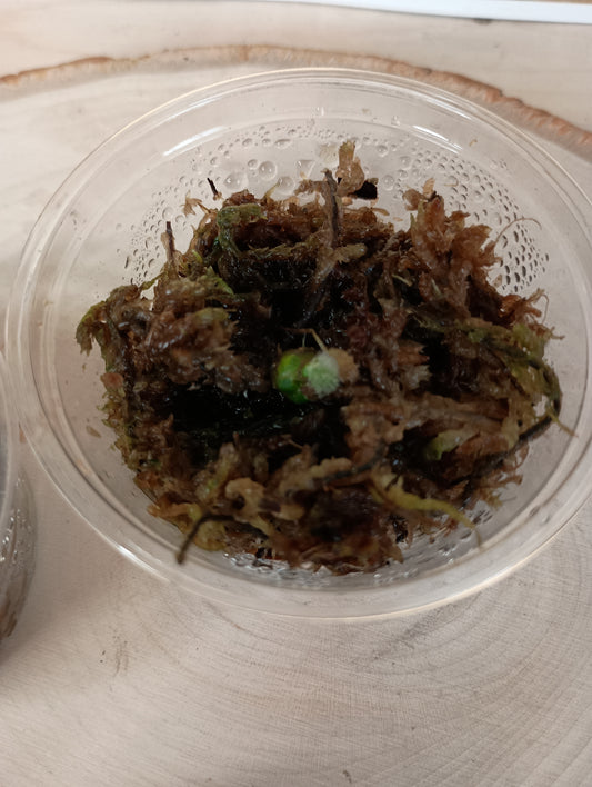 Anthurium Clarinvervium Seedlings