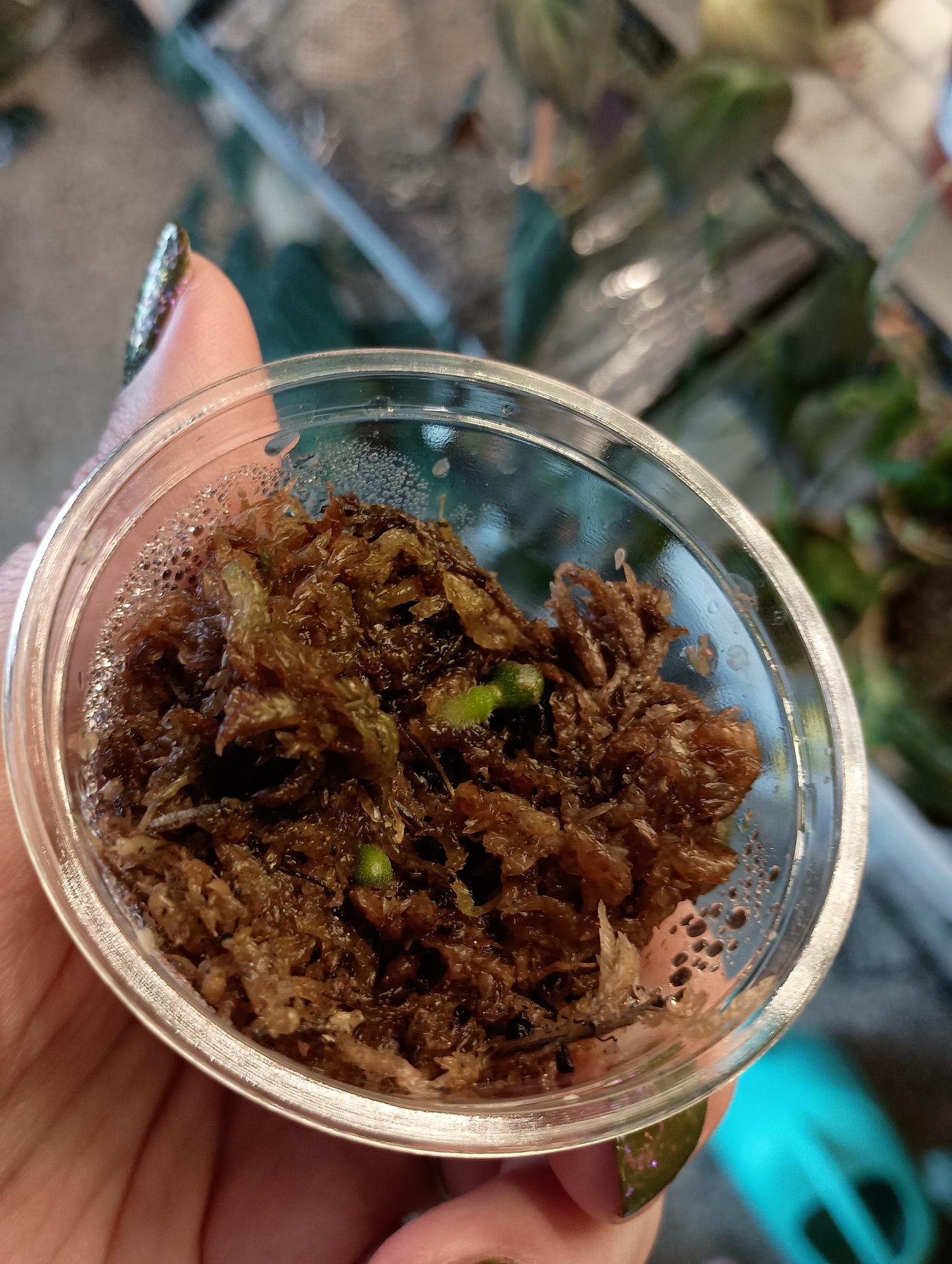 Anthurium Clarinvervium Seedlings